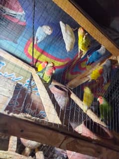 love birds