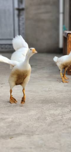 duck