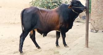 Bachra