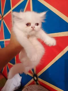 pure persian punch face