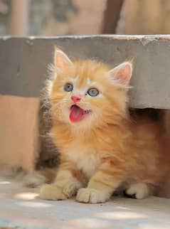 Persian  | Persian Cat | Punch Face Persian 03365056957 WhatsApp