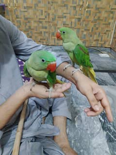 male female parrot age 3 month 10 days