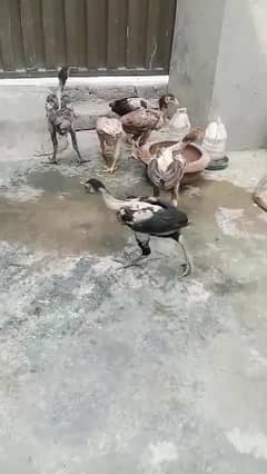vait+Pakistani
