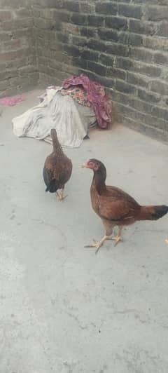 chiken