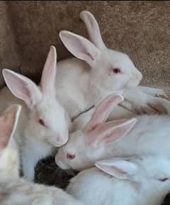 Red eyes Rabbits.