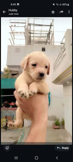 Labra dog puppy for sale