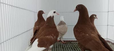 Pathay for Sale