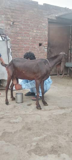 Dodh wali bakri  fore sal