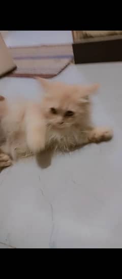 triple coat Persian kitten
