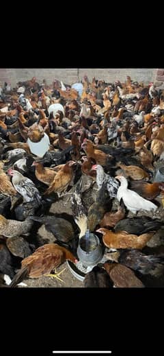 golden misri Desi hen murgi fresh Pathia Available Eggs season