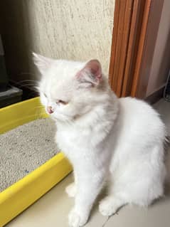 Persion cat with two different eye colours