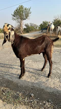Bakra doonda