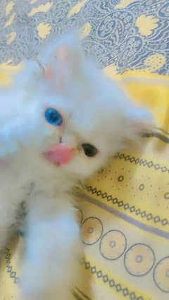 Persian cat 2 month age for sale WhatsApp, 0346/0062/798
