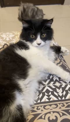 persian male kitten