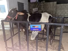 Weight scale for sale