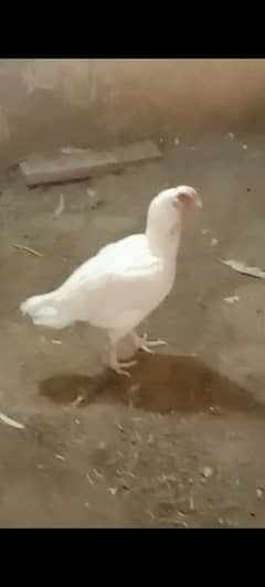 aseel Hera miawali Madi White nok nali white eyes