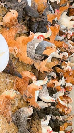 Desi Pathia golden misri fresh hen murgi Available Fully Vaccinated