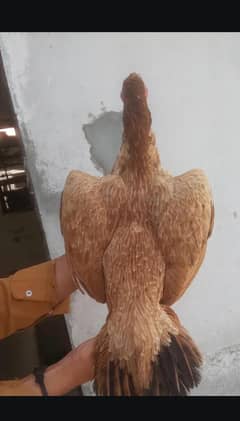 brown colour