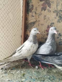 High flayer Baby Pigeon
