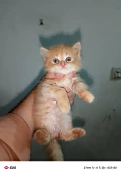 kitten