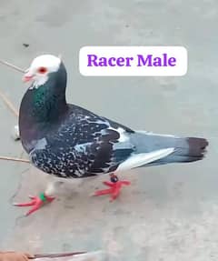 pigeons