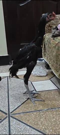 Thai vaith pair  03267558052  black eyes black nok nali