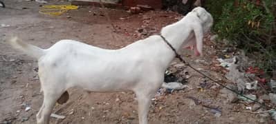 rajanpur bakra