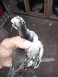 ASEEL CHICKS ARE AVAILABLE FOR SALE