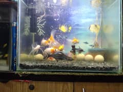 fish for sale