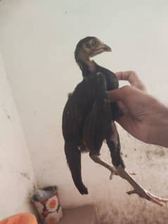high quality aseel chicks urgent sale only per piece price