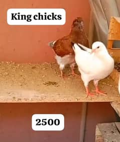 King Chicks pair For Sale 0312 5925861