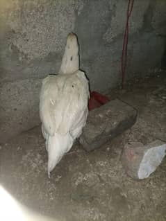 heera