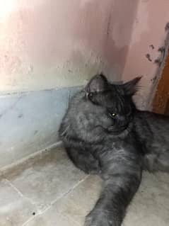 Parisian cat 2 coat
