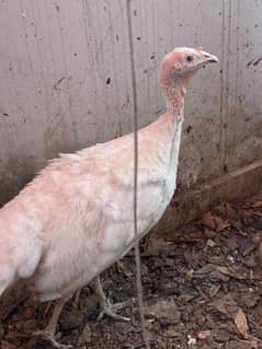 Two Female Egg Laying Turkey 5k each