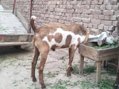 piue dasii bakra