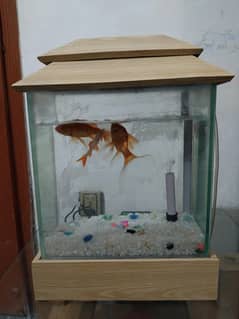 Aquarium with Fish