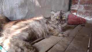 persion