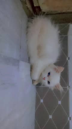 4 months male kitten  triple coat blue eyes supreme  quality