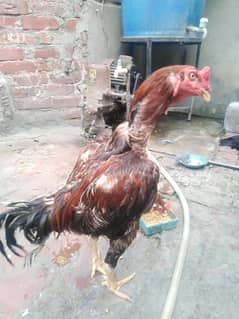 sindhi