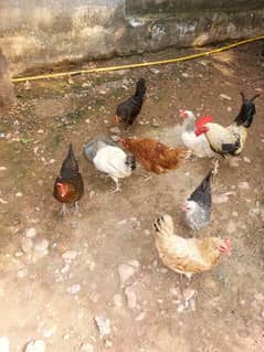 Hens Egg Laying, Pure Desi Murgha