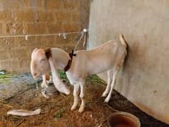 Gulabi Bakri