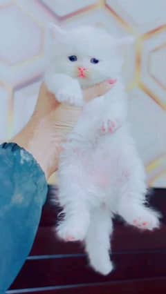 pairsian kitten for sale