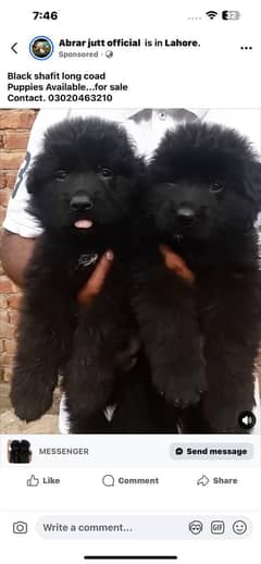 black German Shepherd puppy for new home