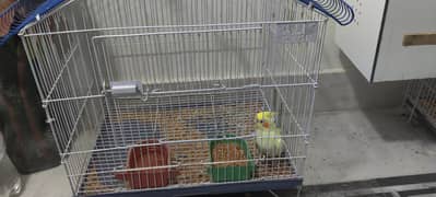 Cocktail parrots