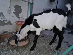 bakra 10 months old