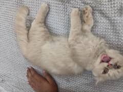 Persian cats piki punch face