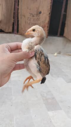 king Shamo chicks available