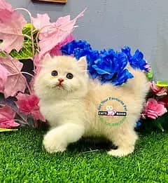 Persian Kittens |Smoky Grey white Triple Coated|Punch face|cat