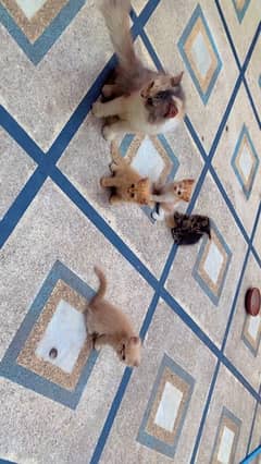 persian kittens for sale