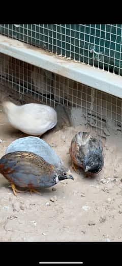 Quail